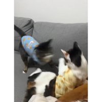 ケンカしている猫たち