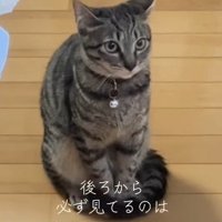 左右で耳の角度が異なる猫