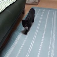 おもちゃをくわえてくる猫