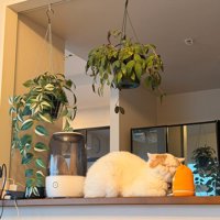 見守りカメラの近くでくつろぐ猫