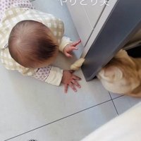 手をちょんちょんし合うスコティッシュフォールドと赤ちゃん