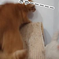 驚く猫