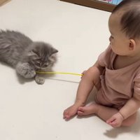 猫用おもちゃを動かす赤ちゃんと子猫