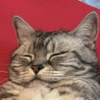 穏やかな表情を浮かべる猫