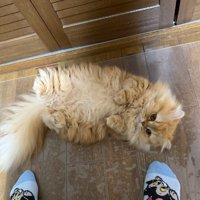 転がる猫