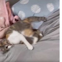 暴れている猫