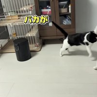 にゃんプロをする猫の写真2