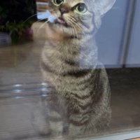 夜、窓越しに室内を見上げるアメルちゃん