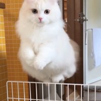 高くジャンプして柵を跳び越える猫