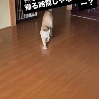 伸びをしている猫
