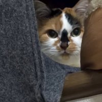 窓際から飼い主に熱い視線を送る猫