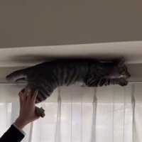 カーテンレールに乗る猫