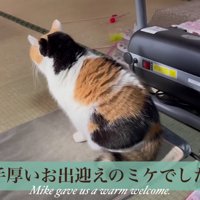 手厚いお出迎えのミケ