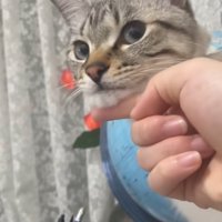 カーテンの前で飼い主にしゃくれさせられている猫