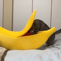 バナナ型ハウスの中に潜っていく猫