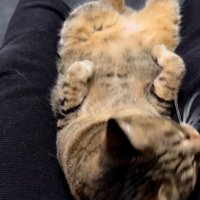 飼い主の膝の間にはまって、前足を折り曲げる猫