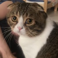 カメラをじっと見つめる猫