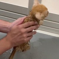 お風呂を嫌がる子猫