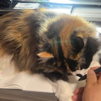 ノートの上に乗る猫