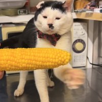 立ったままとうもろこしにパンチをしている左前足がブレた猫