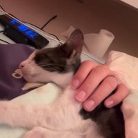腕の中で眠る子猫