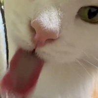 流れている水を舌ですくう猫