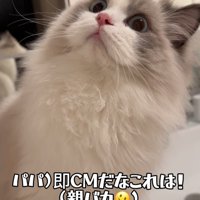 目を丸くする猫