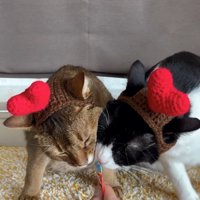 ハートの帽子をかぶってちゅーるを食べている2匹の猫