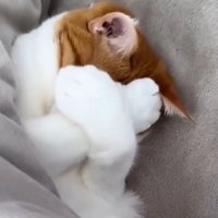 前足で自分の顔を覆う猫