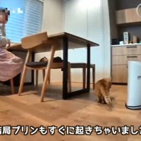 テロップ「結局プリンも～」