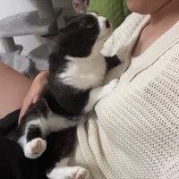 顔を見て甘えるくろまめちゃん