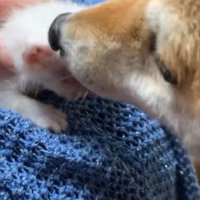 子猫を舐める柴犬
