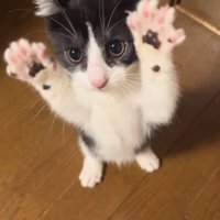 後ろ足で立つ子猫
