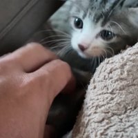 タオルのそばで投稿主さんの手を見つめる子猫
