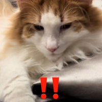 面倒くさそうな表情の猫