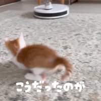 飛び跳ねる子猫