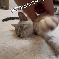 眠っている猫の手に触れる飼い主