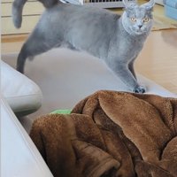 ソファでステップを踏むブリティッシュショートヘア