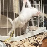 ケージから脱出した子猫
