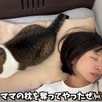 眠っている女性の枕元に座っている猫
