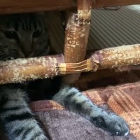 イスの脚越しにじゃれつくキジトラ