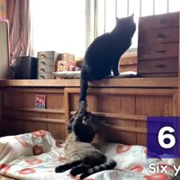 6年前しっぽで遊ぶ猫さん