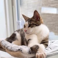 窓辺でくつろぐキジ白猫