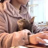 飼い主を見上げる猫