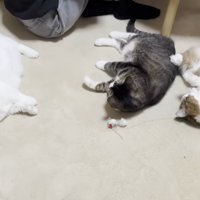 3匹の猫が寝転んでくつろぐ様子