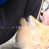 なでられる子猫