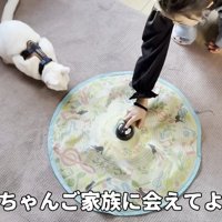 おもちゃで遊ぶ猫