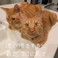 洗い場のそばに香箱座りしている2匹の猫