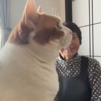 見つめる猫