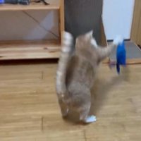 エビのおもちゃをたたきつける猫